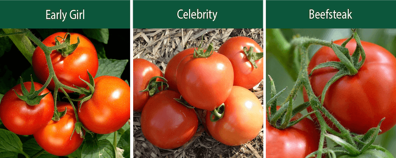 early girl celebrity beefsteak indeterminate tomatoes